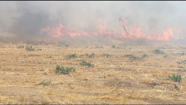 Adilcevaz'da arpa tarlasında yangın