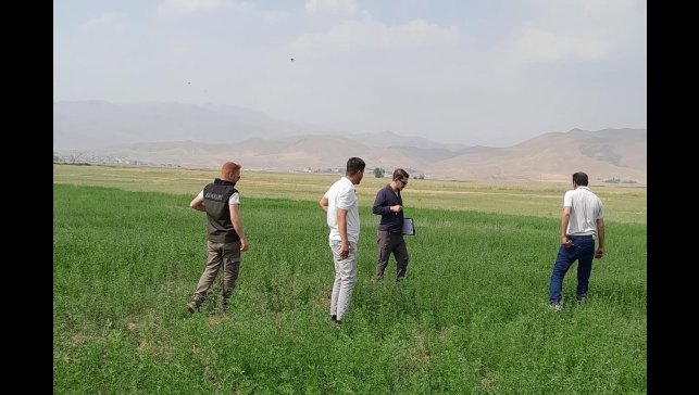Yüksekova'nın ovasında yem bitkileri incelendi