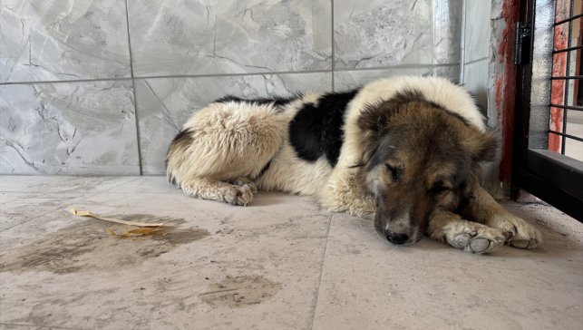 Sanatçı Ceylan Ertem'in Hakkari'de sahiplendiği köpek, Ahbap Derneği gönüllüsüne teslim edildi