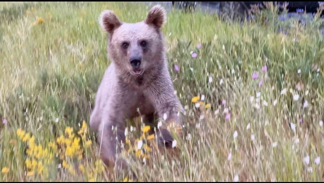 Nemrut'ta ayılarla yakın temas, doğal yaşamı tehdit ediyor