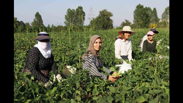 Gevaş fasulyesi girişimci kadınların eliyle değerleniyor