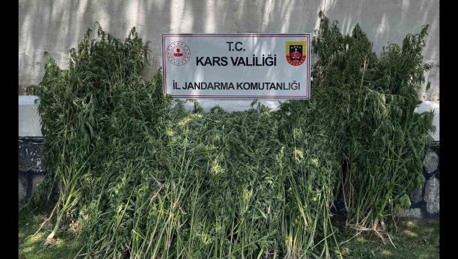 Kars'ta 42 bin 658 kök kenevir ele geçirildi