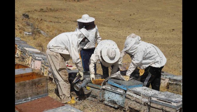 Arıcılar hasat için gün sayıyor