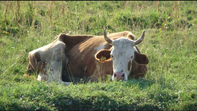 Ardahan'da şap korkusu