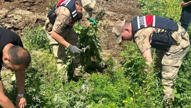 Kars'ta 42 bin 658 kök Hint keneviri ele geçirildi