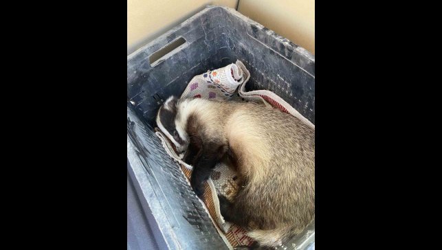 Aracın çarptığı porsuk yaralandı