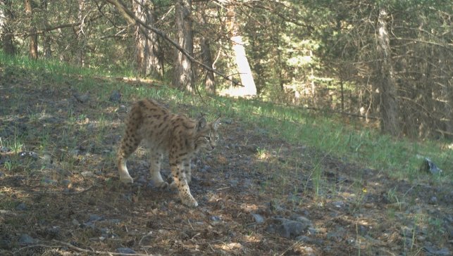 Kars'ta "ormanın hayaleti" 25 vaşak uydu vericisiyle takip edildi