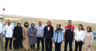 Ağrı Valisi Koç, kadın arıcılarla bal hasadı yaptı