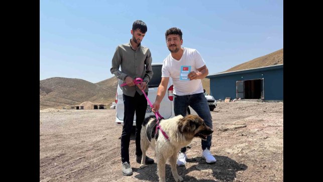 Sahibinin mezarından ayrılmayan köpek, sanatçı Ceylan Ertem'e emanet