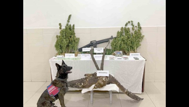 Tunceli'de uyuşturucu operasyonu
