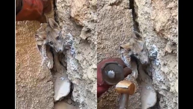 Hakkari'de iki kayanın arasına sıkışan tilkiyi orman işçileri kurtardı