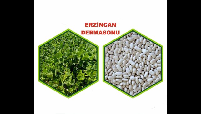 Erzincan'da yetiştirilen fasulye tescillendi