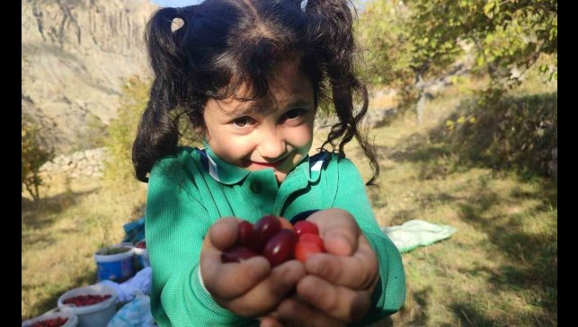 Şerbeti, çayı, meyvesi oluyor! Kalbi koruyor, enfeksiyonu düşürüyor