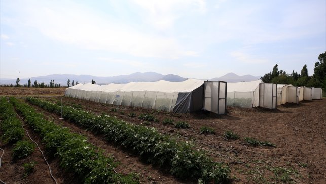 Erzurum'da 25 yıllık çalışmayla "Karsu" ve "Cansu" isimli yerli patates çeşitleri geliştirildi