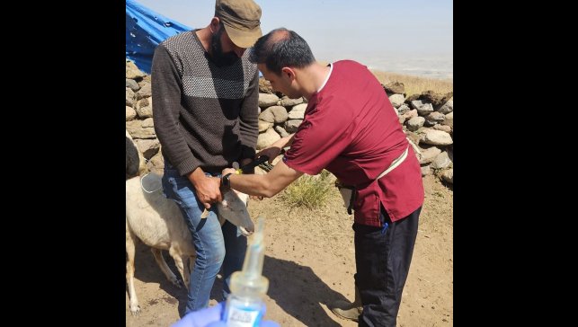 Diyadin'de küçükbaş hayvanlara kimlik ve sağlık takibi