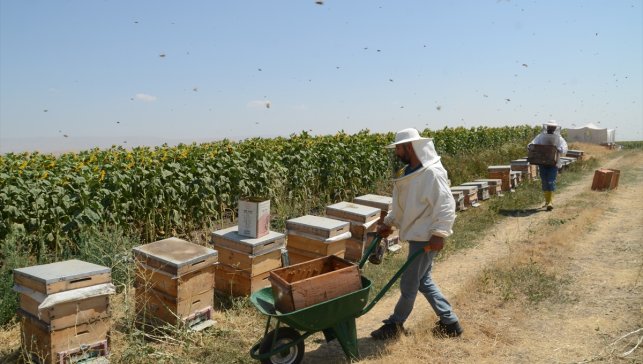 Muş Alparslan Üniversitesi'nde bal hasadı başladı