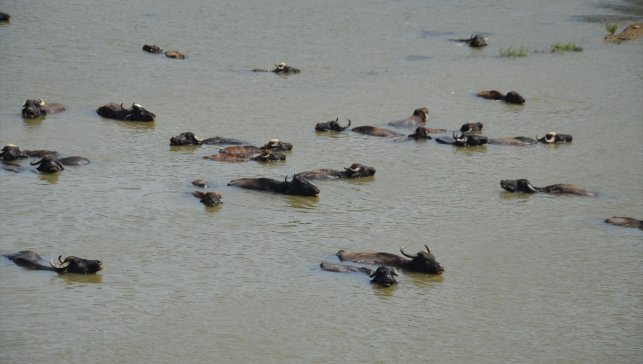 Muş Ovası'nda otlatılan büyükbaş hayvanlar nehirde serinliyor