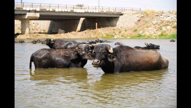 Muş'ta mandalar şap hastalığına karşı suda yüzdürülüyor