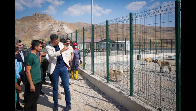 Vali Çelik: "Sokak hayvanları için güvenli, sağlıklı yaşam alanları oluşturuyoruz"