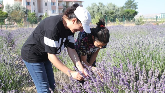 Van'da akademisyenlerin yetiştirdiği tıbbi ve aromatik bitkilerin hasadı yapıldı