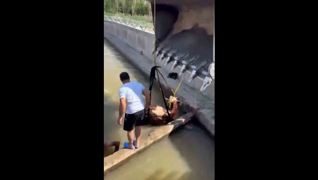 Iğdır'da kanala düşen inek kepçe ile kurtarıldı