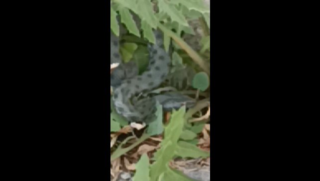 Kars'ta caddede görülen yeşil yılan korkuttu