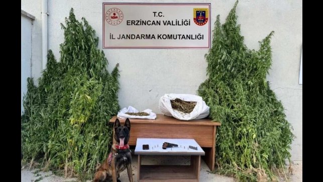 Erzincan'da jandarmadan kenevir operasyonu