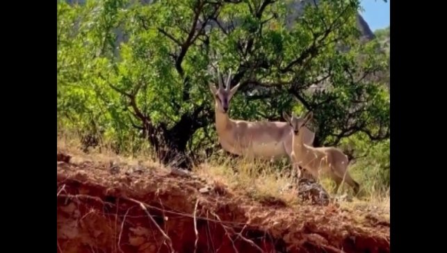 Kemaliye'de anne ve yavru dağ keçisi görüntülendi