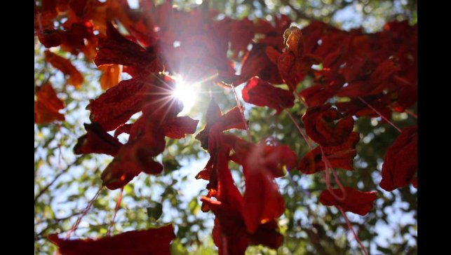 Elazığ'da kış hazırlıkları başladı: Kofik biberler asılmaya başladı