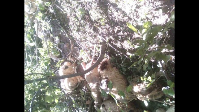 Tunceli'de kurt saldırısı sonucu oluşan izdihamda 30 koyun telef oldu