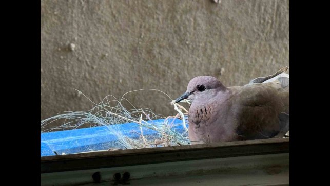 2 yıldır pencerelerine yuva yapan kumruya gözleri gibi bakıyorlar