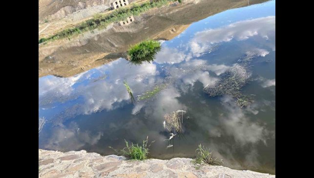 Karasu'da balık ölümleri korku saçıyor