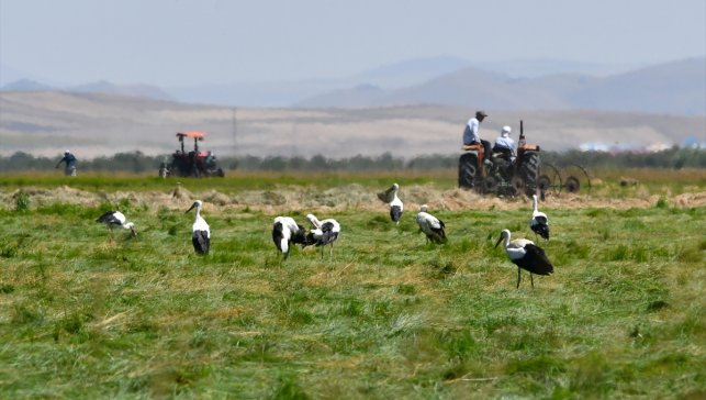 Kars'ta çiftçiler hasada başladı, leylekler çayırları şenlendirdi