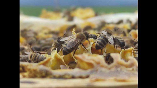 Refahiye'deki bal tesisiyle ilgili Tarım Kredi'den açıklama