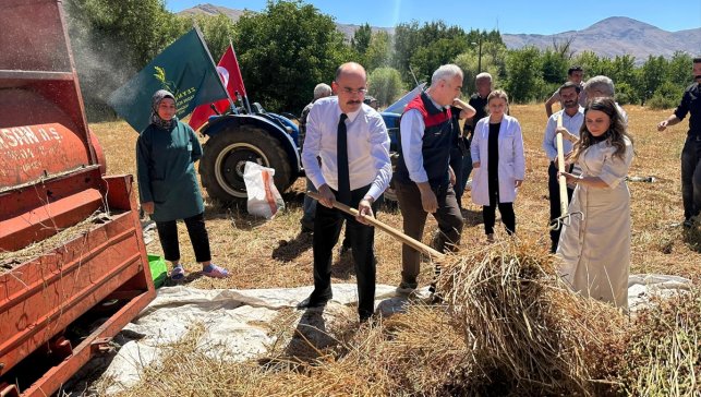 Doğanşehir'de karabuğday hasat edildi