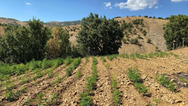 Bingöl'de 6 bin 704 kök kenevir ile 4 bin 612 kök skunk bitkisi ele geçirildi