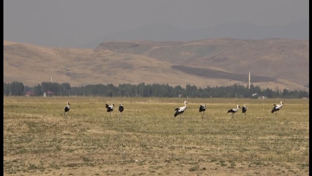 Muş Ovası'nda leylekler büyük göçe hazır