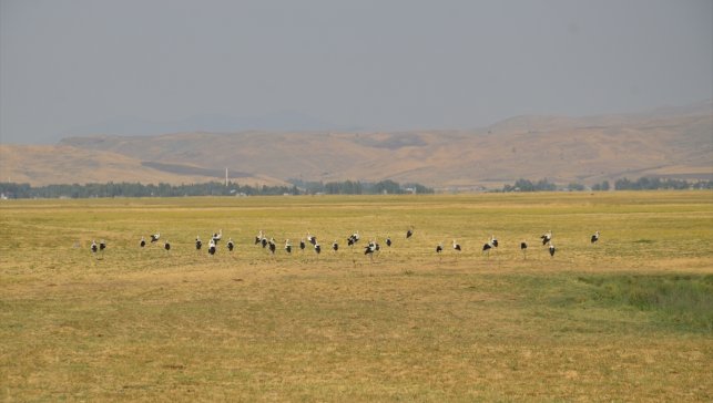 Muş Ovası'nda konaklayan leylekler göçe hazırlanıyor