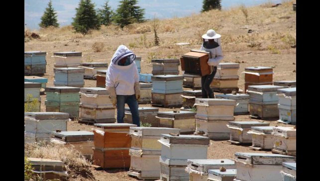 Erzincanlı arıcıların "tatlı" hasat telaşı başladı
