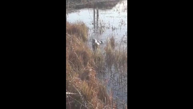 Elazığ'da koruma altındaki su samuru görüntülendi