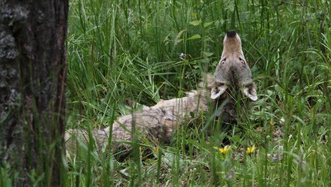 Kars'ta hareketleri takip edilen 50'nci kurda uydu vericisi takıldı