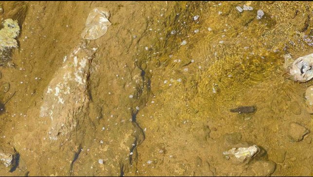 Muradiye Bendimahi Çayı'nda su seviyesi düştü: Siraz balığı yavruları tehlikede