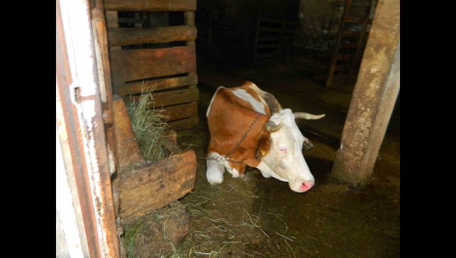 Posof'ta şap hastalığı besicileri zor durumda bıraktı