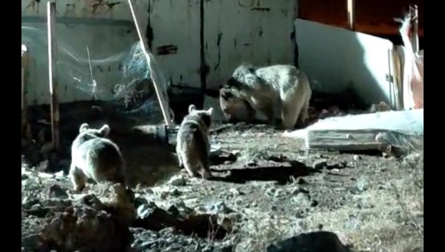 Ayı ailesi şantiyede yiyecek aradı