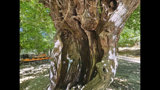 Elazığ'da dut ağaçları zamana direniyor