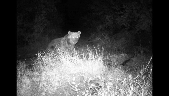 Erzincan'da yaban hayatı fotokapanla görüntüleniyor