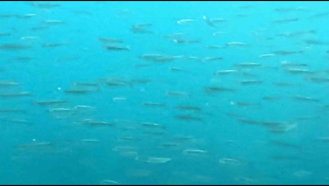 Dünyanın en büyük sodalı gölünde inci kefallerinin sualtı şöleni