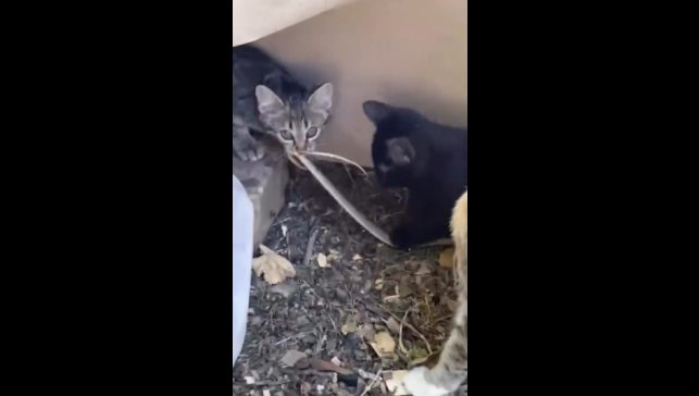 Elazığ'da yavru kedilerin yılanla oynaması kamerada