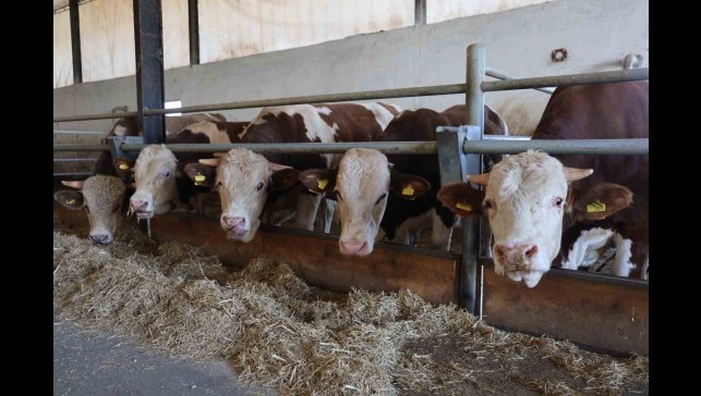 Elazığ Bölge Veterinerler Odası Başkanı Bulut: "Şap hastası olan hayvanın kesilmesinde bir sakınca yoktur"