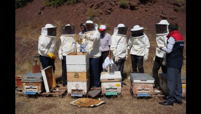 Erzincan'da Geven Balı hasadı yapıldı